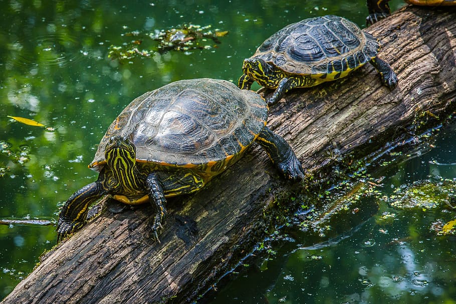 two turtle on wood log, water turtle, armored, reptile, panzer, HD wallpaper