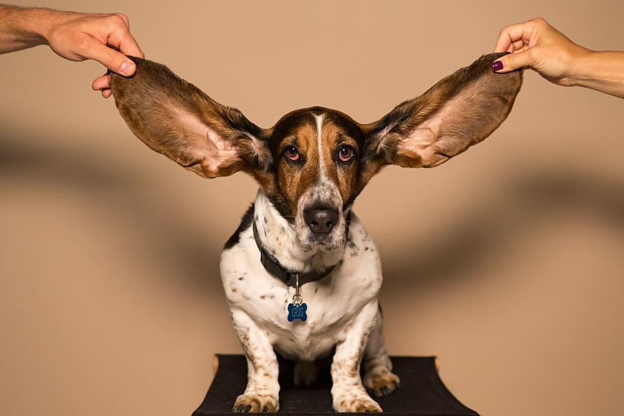 How to clean dog ears fully explained with solution