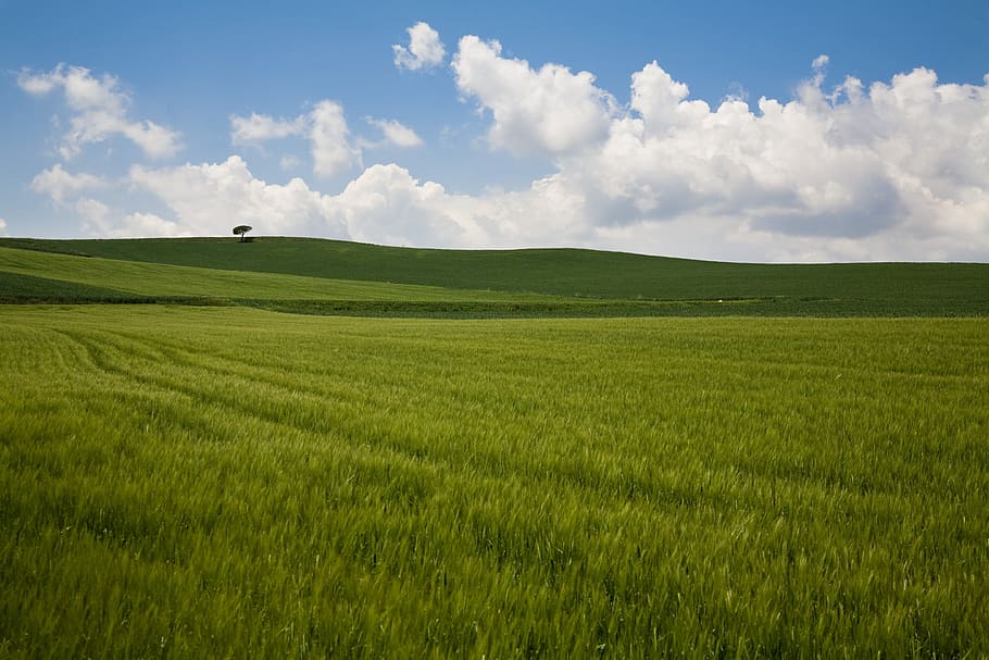 Nature, Clouds, Wheat, Tree, Landscape, field, the merzifon HD wallpaper