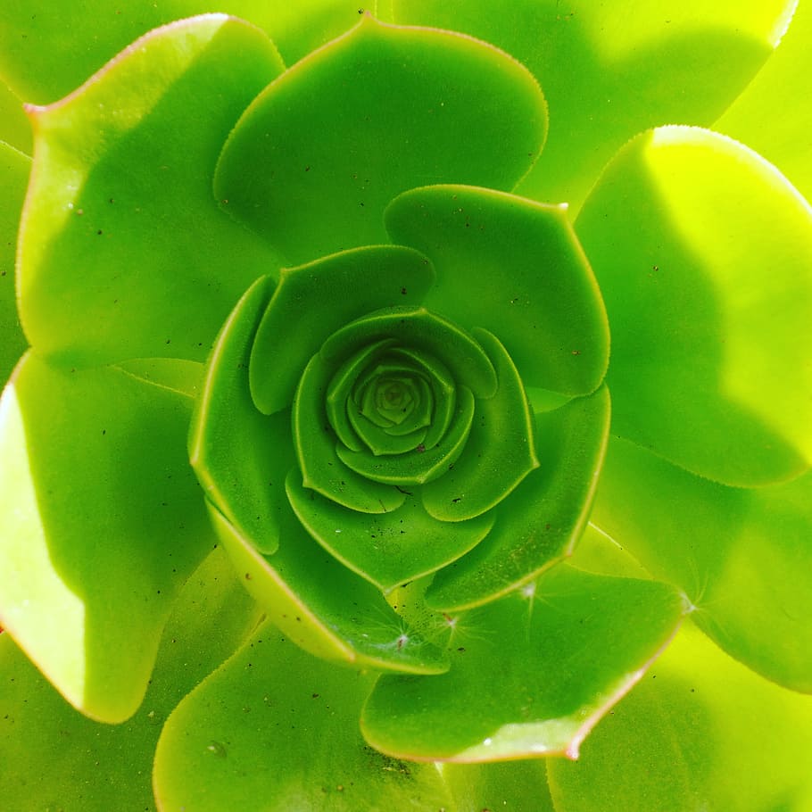 spring, green, plants, close up, nature, green color, full frame HD wallpaper
