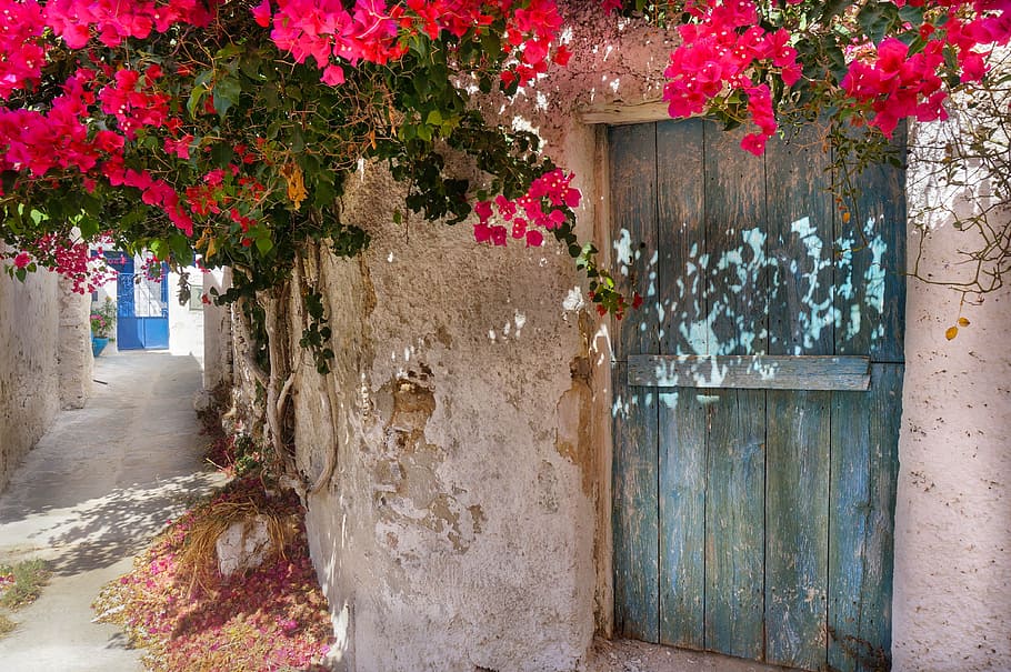 blue wooden door beside wall surrounded by red flowers, Greek