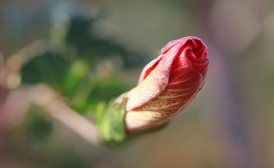 flower, rose, red rose, macro, close-up, plant, flowering plant HD wallpaper