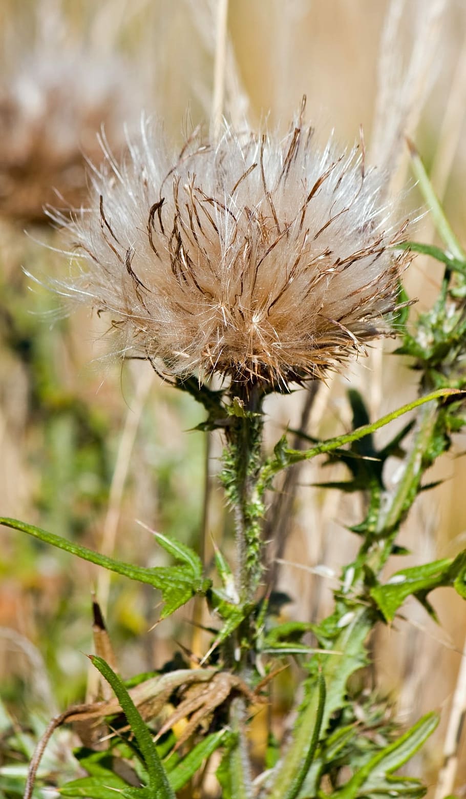Thistledown, Milk Thistle, Seed, seeds, seed head, downy, close-up HD wallpaper
