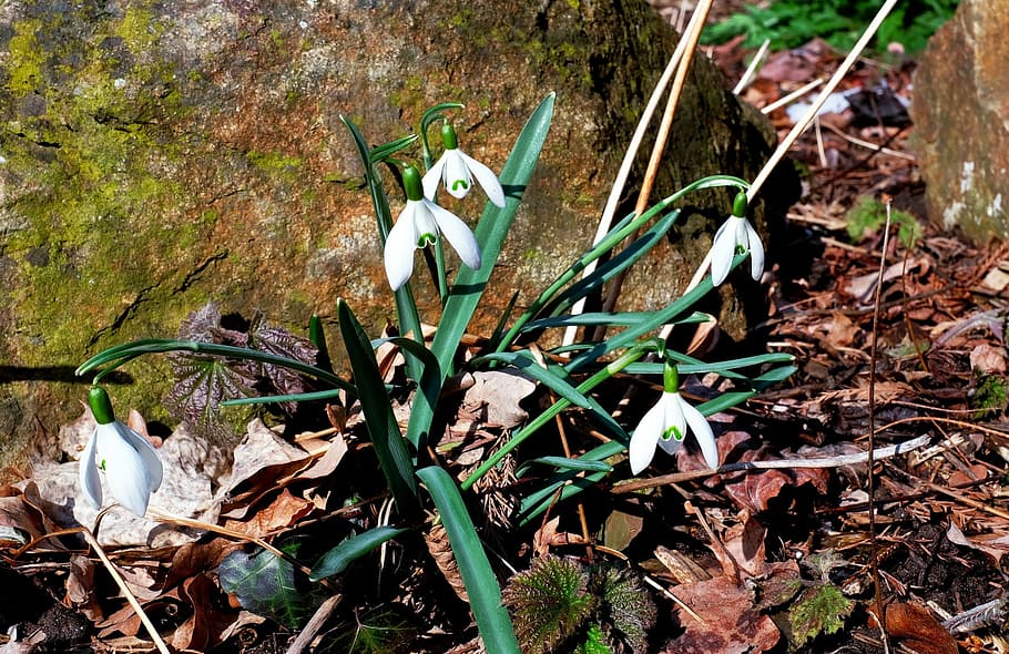 snowdrop, blossom, bloom, spring flower, early bloomer, plant HD wallpaper