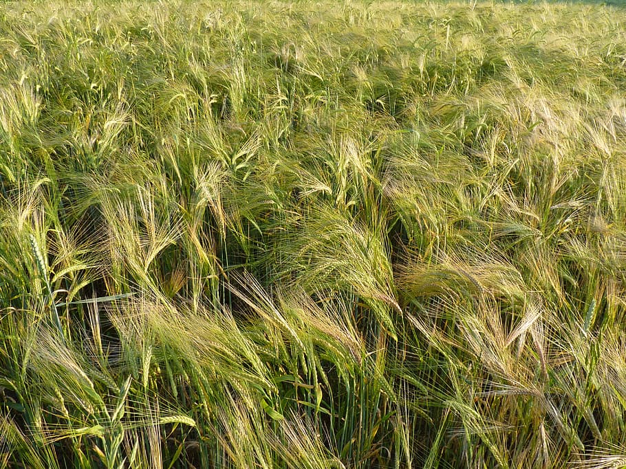 Cornfield, Spike, Cereals, Plant, barley field, nourishing barley HD wallpaper