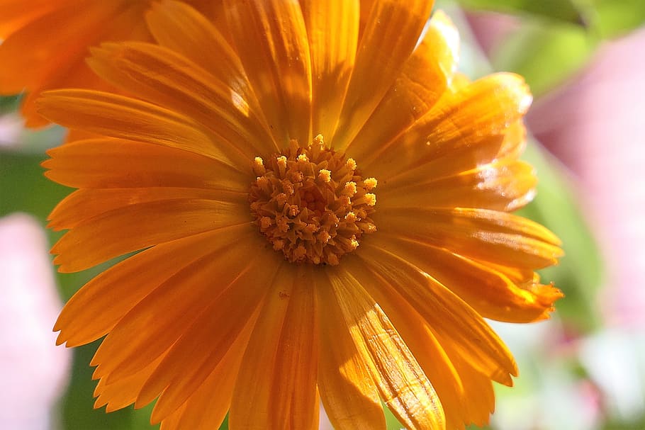 a, pretty, flower, flowering plant, freshness, beauty in nature HD wallpaper