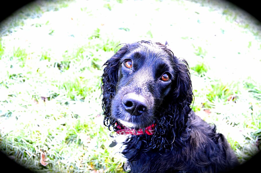 dog, cocker spaniel, pet, canine, pets, domestic, domestic animals HD wallpaper