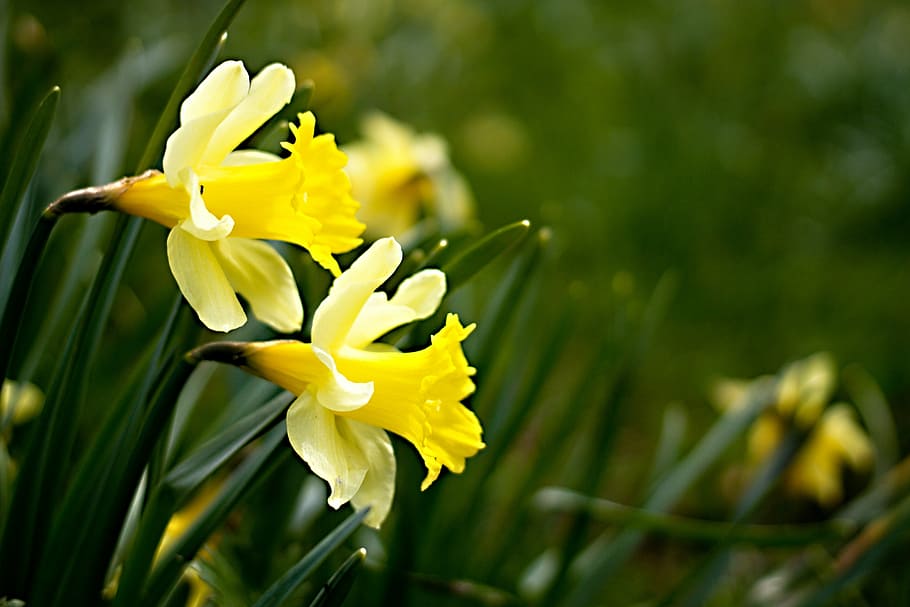 easter, easter greeting, osterglocken, easter background, garden plant HD wallpaper