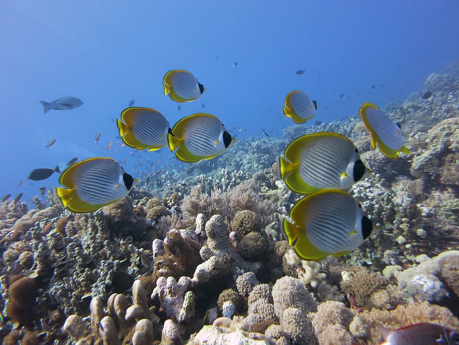 banded butterflyfish on body of water, panda butterflyfish, coral