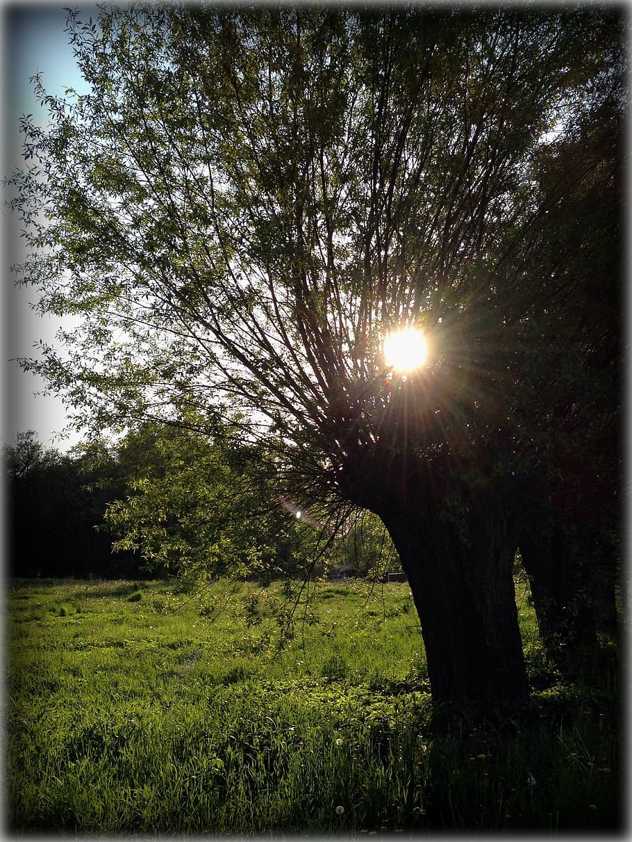 Landscape, Poland, Tree, Sunset, sunbeam, nature, lens flare HD wallpaper