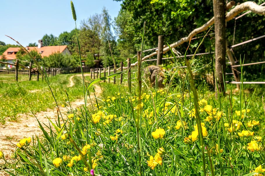 path, meadow, grass, walk, romance, sky, view, landscape, heaven HD wallpaper