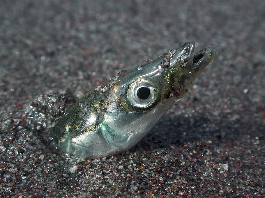 Sand Eel, Fish, Ammodytes, ammodytes hexapterus, perciformes HD wallpaper
