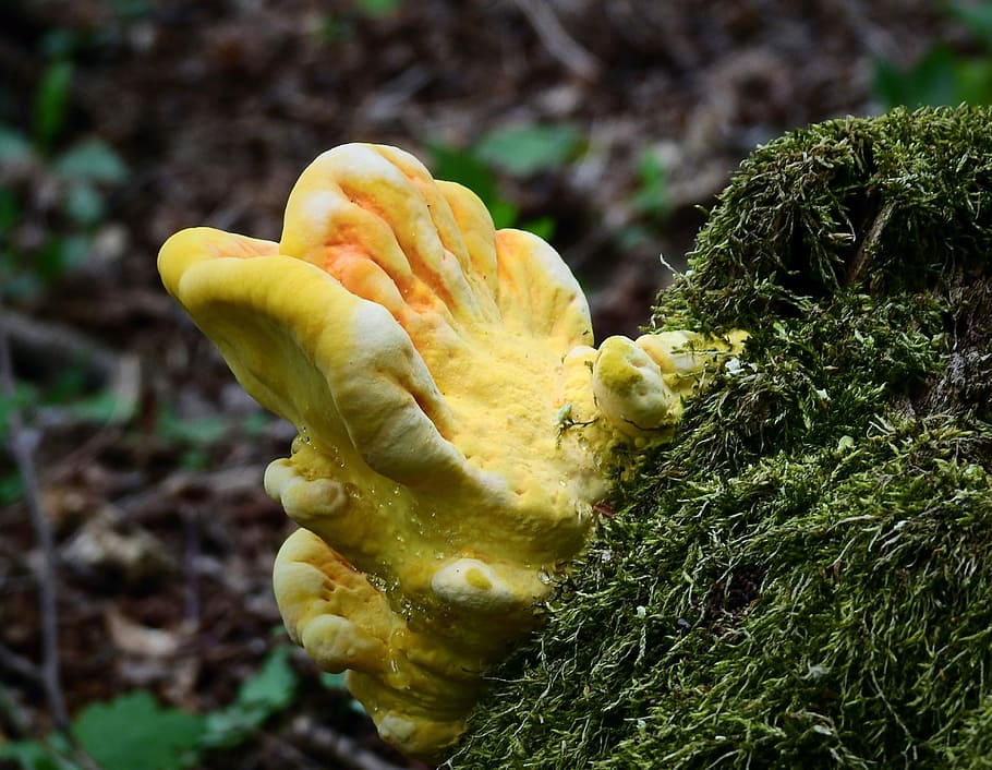 mushroom, nature, plant, growth, close-up, beauty in nature HD wallpaper