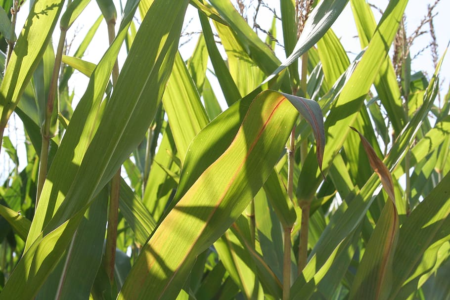 corn, field, food, crops, autumn, arable, agriculture, corn on the cob HD wallpaper