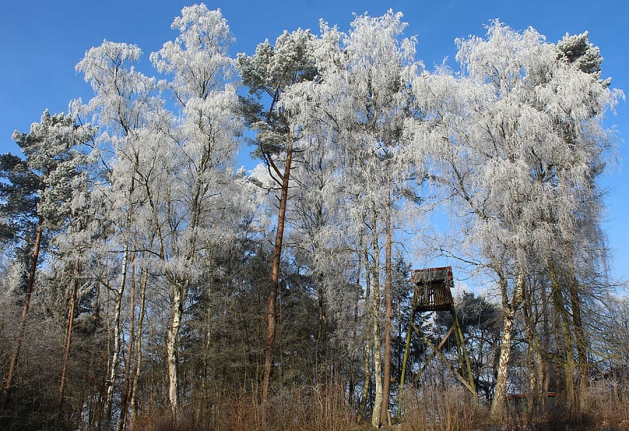 winter, winter forest, winter magic, treetop, treehouse, winter time HD wallpaper