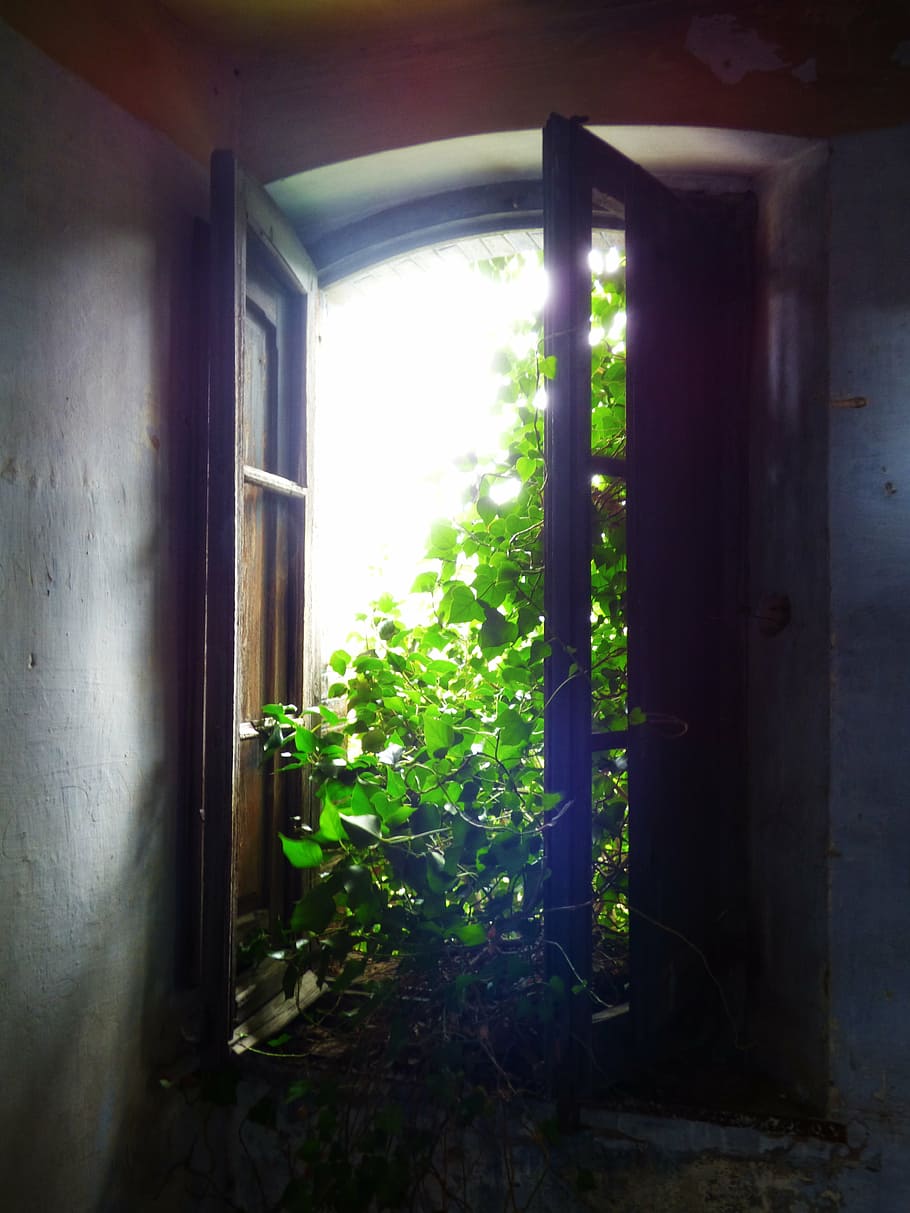 window, old, abandoned, light, ivy, ruin, abandonment, plant HD wallpaper