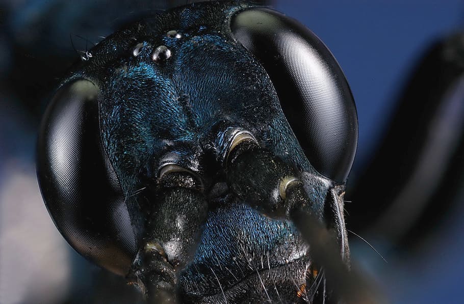 wasp, insect, macro, sculpture, close-up, representation, human representation HD wallpaper