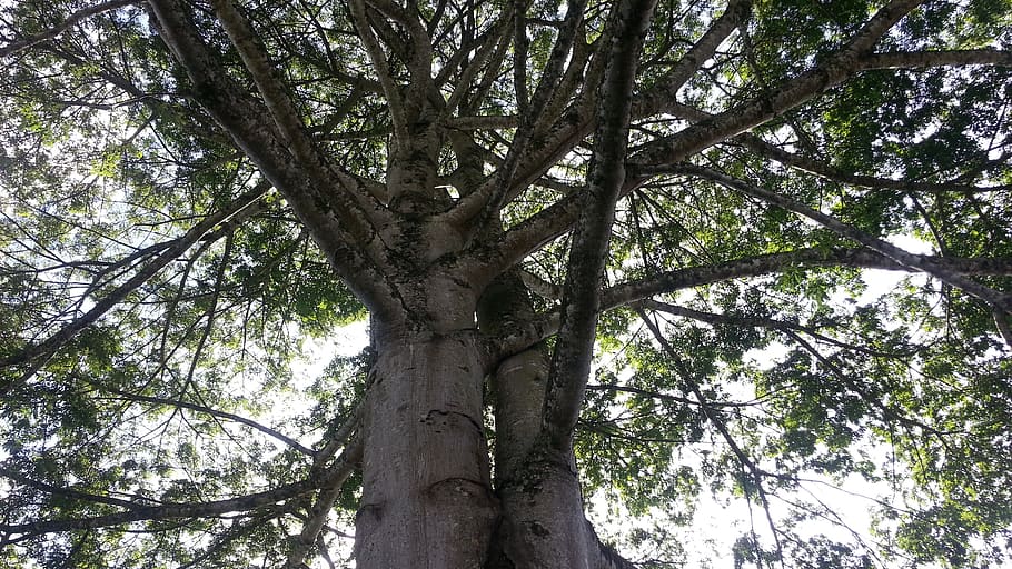 nature, tree, trunk, forest, outdoors, branch, leaf, plant HD wallpaper