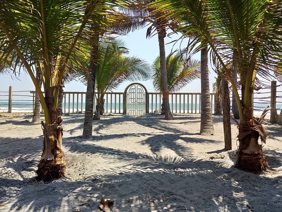 beach, palm tree, palms, fun, el salvador, the costa del sol, HD wallpaper