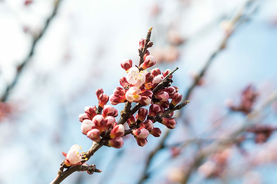 close-up photography of red petaled flowers, spring, nature HD wallpaper