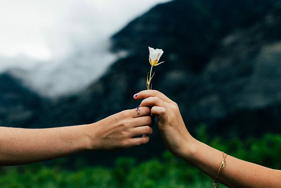 Take this flower, photo of two persons holding white flowers, HD wallpaper
