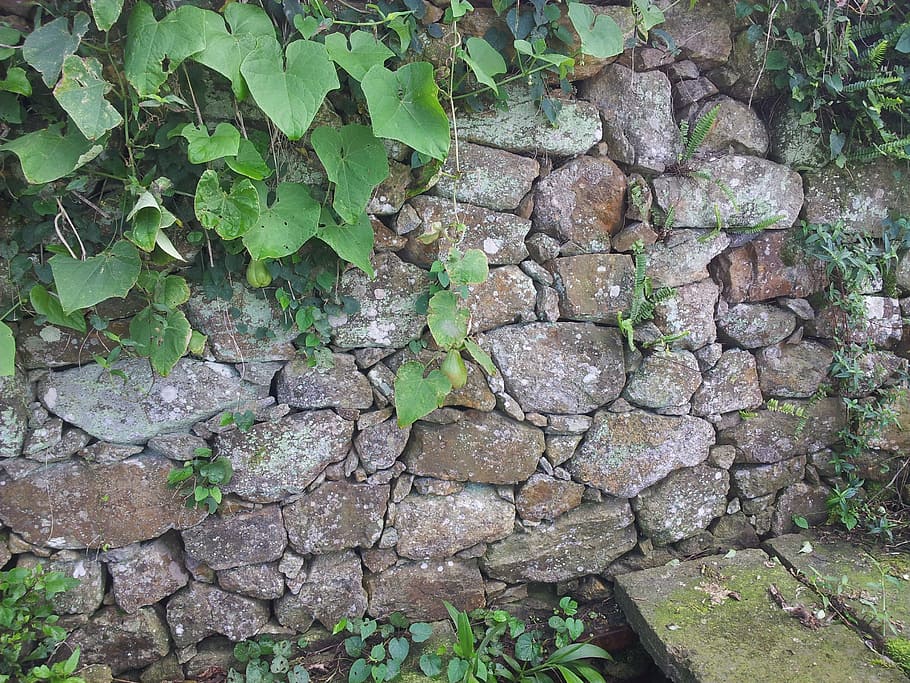 stone statues, build, stone wall, growth, plant, green color HD wallpaper