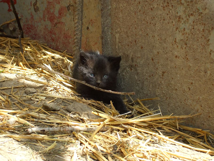 black kitten, kitty, cat, feline, animal, animal themes, one animal HD wallpaper
