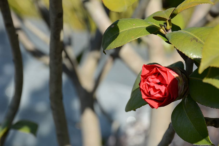 flower, red flowers, spring, plant, leaf, plant part, beauty in nature HD wallpaper