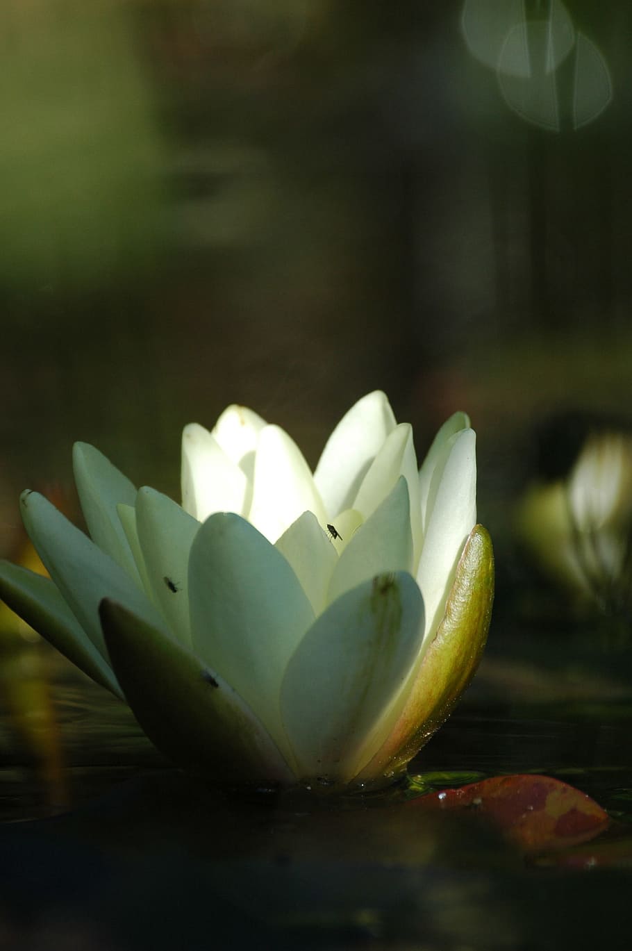Lily, Pond, Water, Lotus, Flower, blossom, plant, garden, summer, HD wallpaper