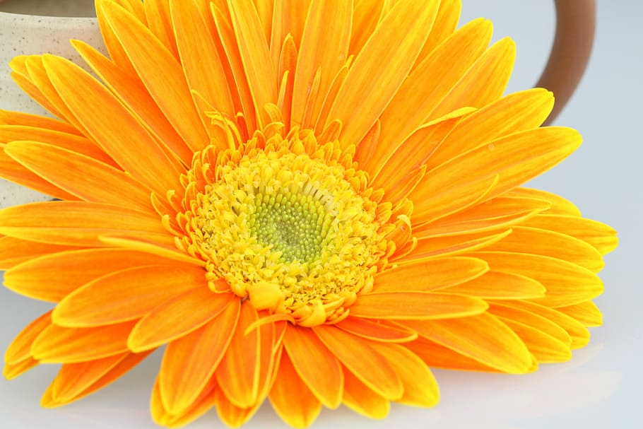 chrysanthemum, flower, orange, flowering plant, freshness, flower head HD wallpaper