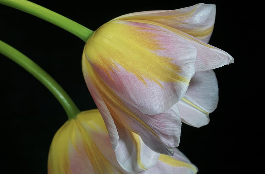macro shot photography of yellow-and-white petal flower, tulip HD wallpaper