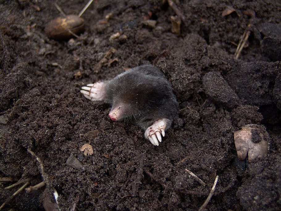 black mole on black soil photo, nature, animals, molehills, animal themes, HD wallpaper