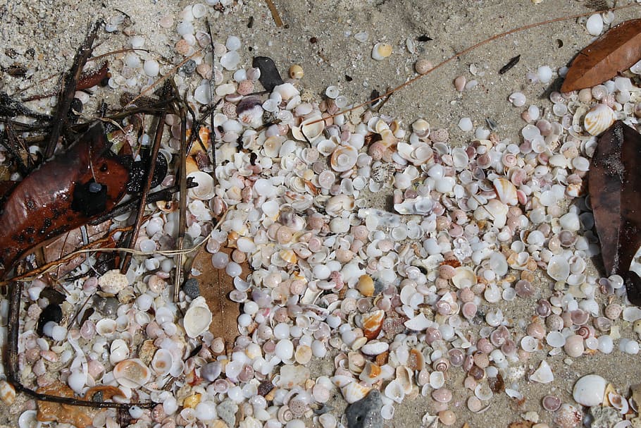 seashells, sand, vacation, beach, animal, animals in the wild HD wallpaper