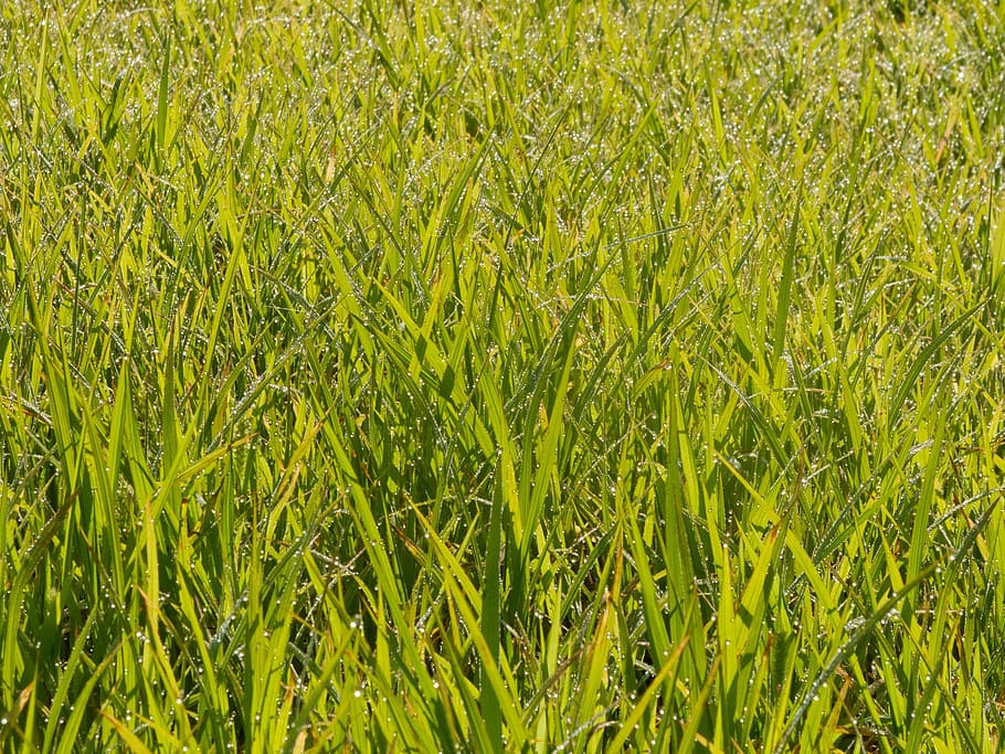 grass, wheat, young, green, water, drops, nature, agriculture HD wallpaper