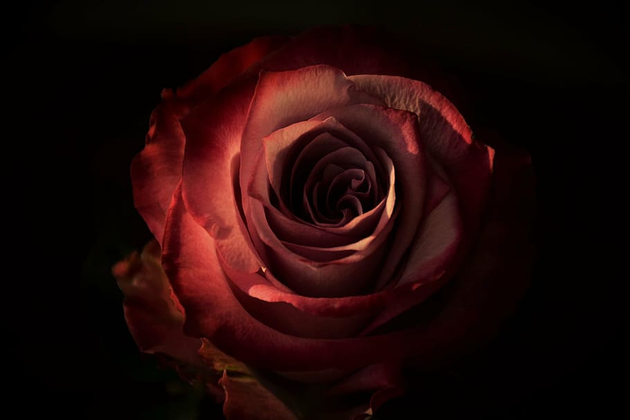 red rose in closeup photography, flower, plant, petal, nature HD wallpaper