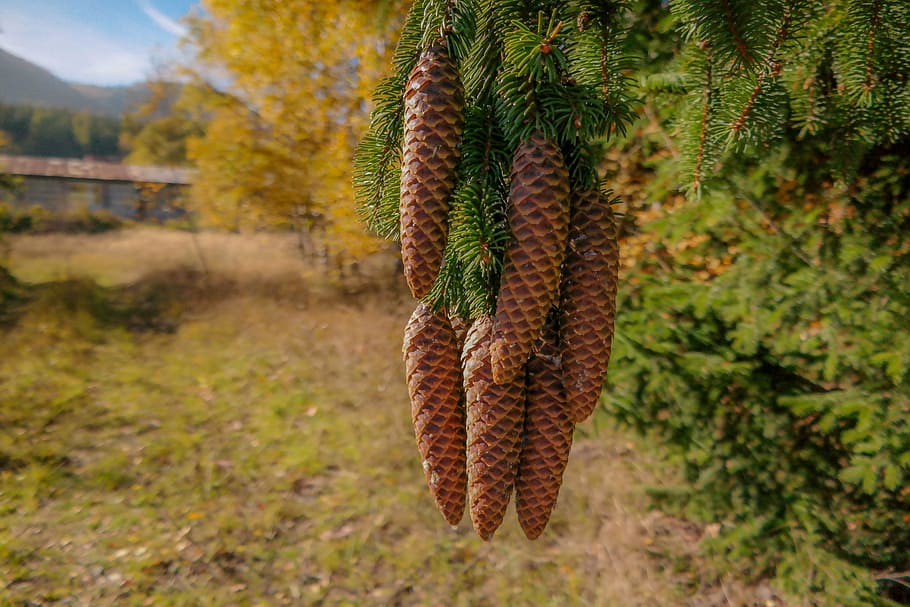 cones, spruce, coniferous, tree, needles, lush, green, sprig HD wallpaper