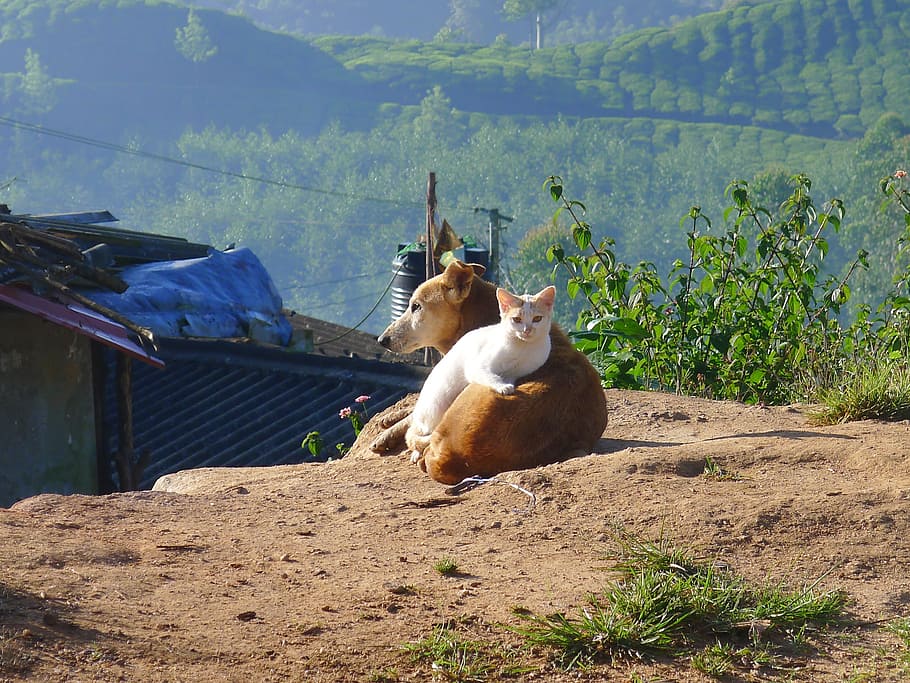 dog and cat under sunny sky, friendship, animal, agriculture HD wallpaper