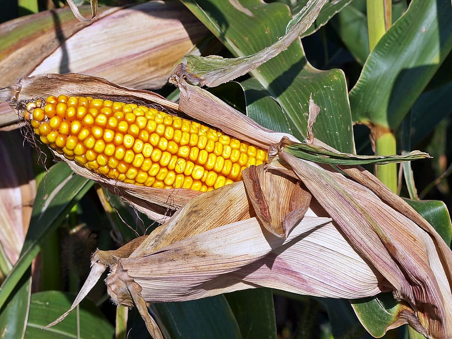 plant, nature, live, corn, food, plant part, leaf, corn on the cob HD wallpaper