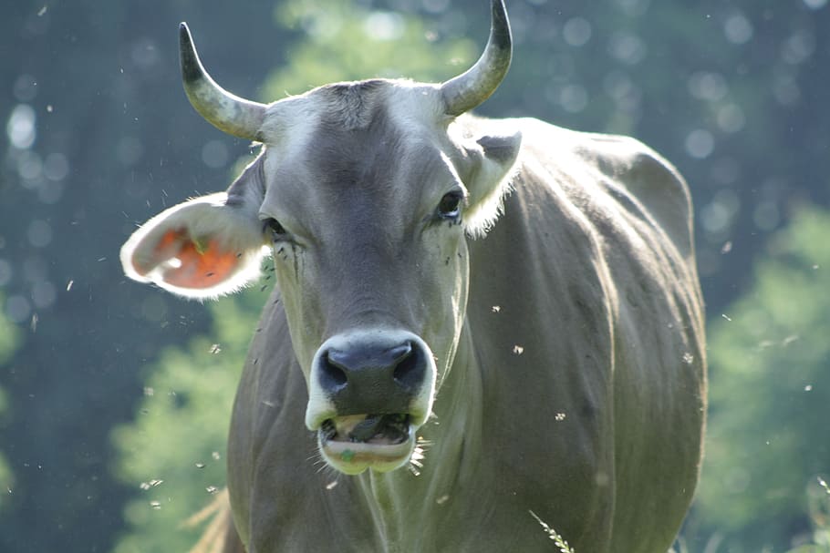 cow, summer, meadow, animal themes, mammal, one animal, vertebrate HD wallpaper