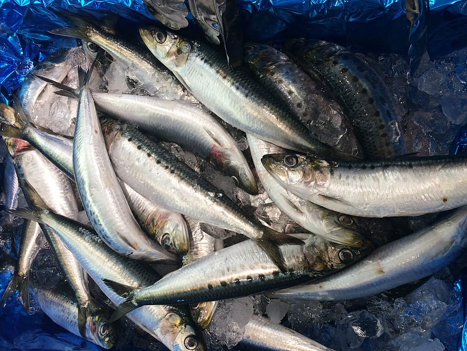 sardines, ice, seiyu ltd, living, supermarket, fresh fish, department, HD wallpaper