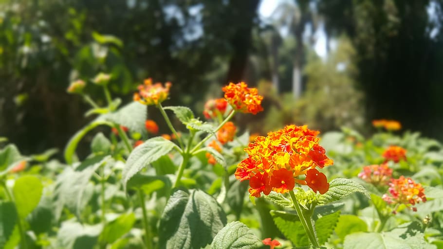 orange, flower, plant, flowering plant, freshness, beauty in nature HD wallpaper