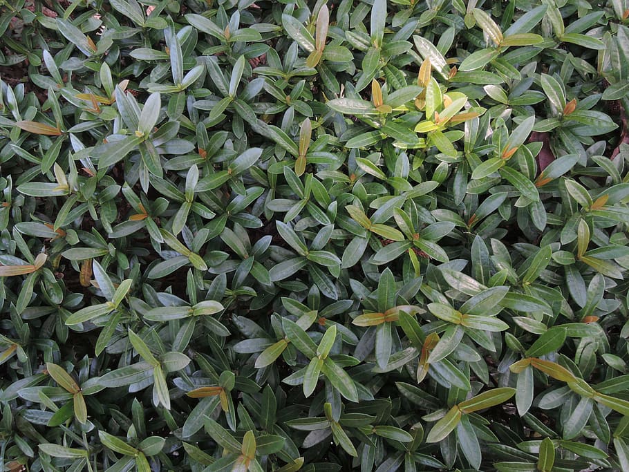 grass, green, plant, green color, plant part, leaf, full frame HD wallpaper