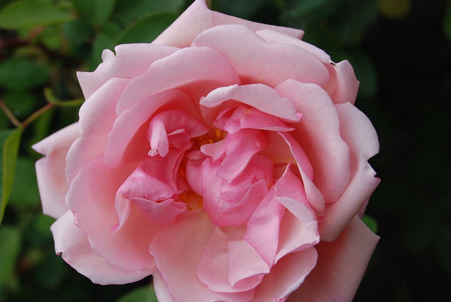 rose, flower, bloom, pink, petals, plant, beautiful, flowering plant HD wallpaper