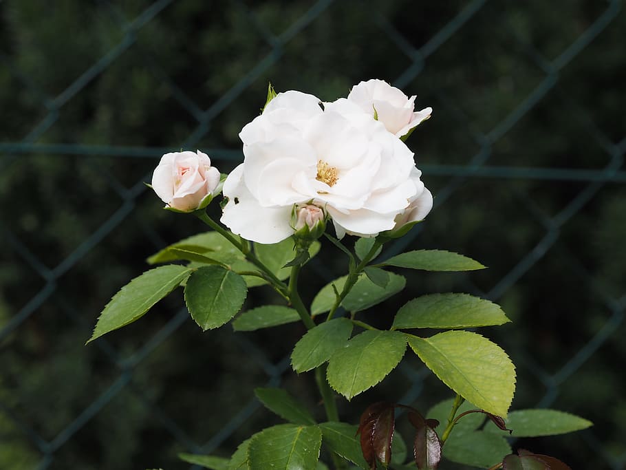 flowers, leaf, close, fauna, flora, bio, garden, rose, romance HD wallpaper