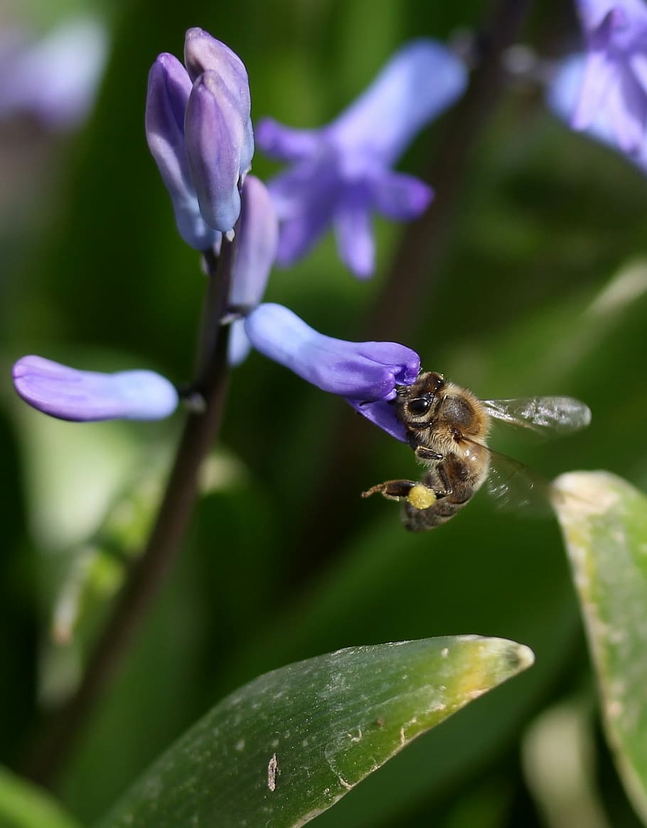 hyacinth, bee, pollination, blue, flower, insecta, petals, spring HD wallpaper