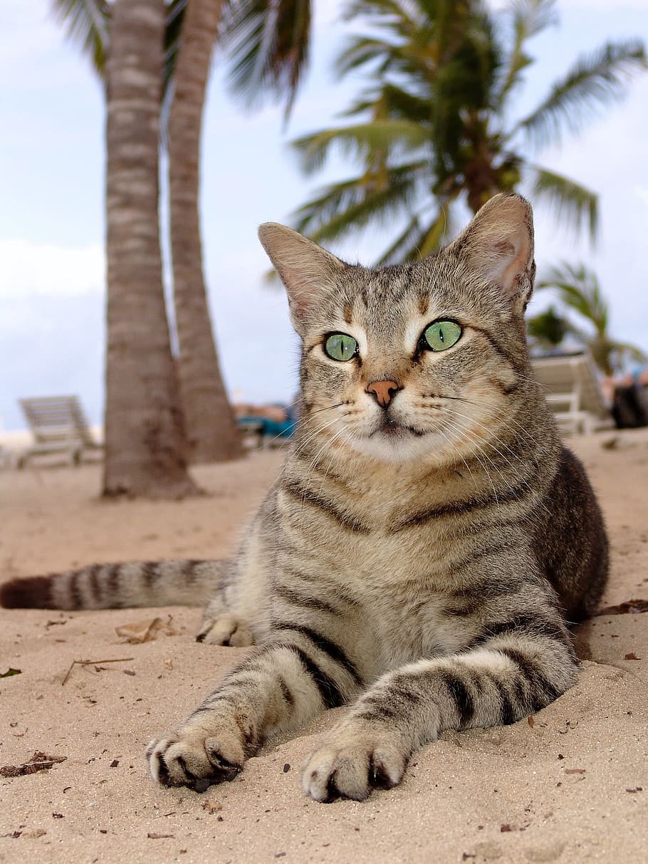 cat, concerns, pet, mieze, adidas, animal themes, mammal, feline HD wallpaper