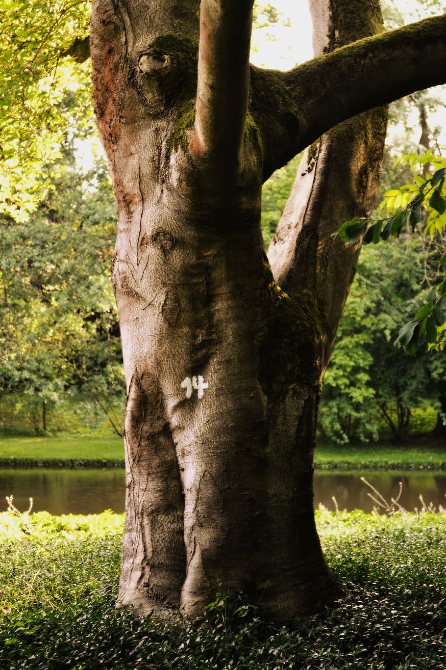 tree, forest, landscape, old tree, log, nature, tribe, plant HD wallpaper