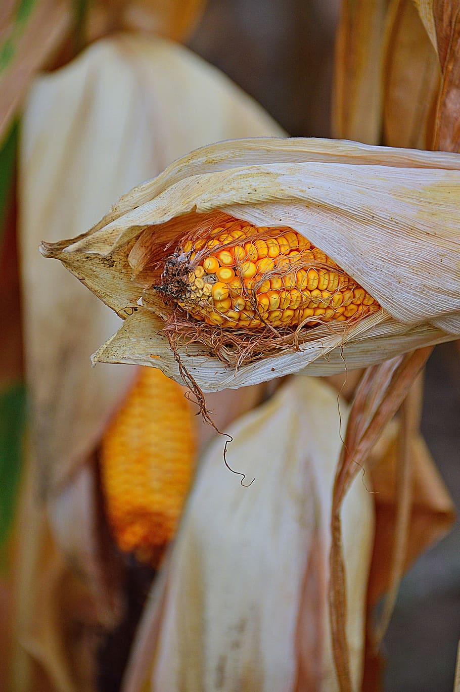 corn, crop, produce, plants, mood, fodder corn, dry, food, agricultural plant HD wallpaper