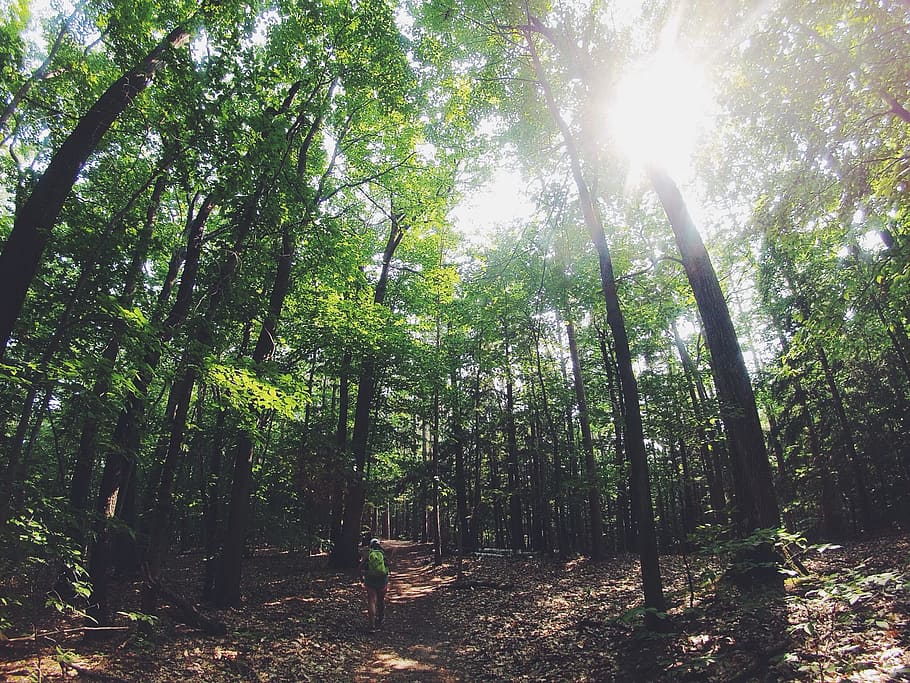 Green Leafed Trees during Day Time, adventure, forest, outdoors HD wallpaper