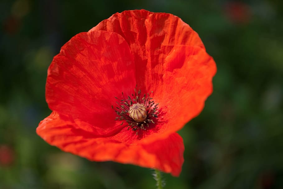 poppy, flower, red, flowering plant, fragility, petal, vulnerability HD wallpaper